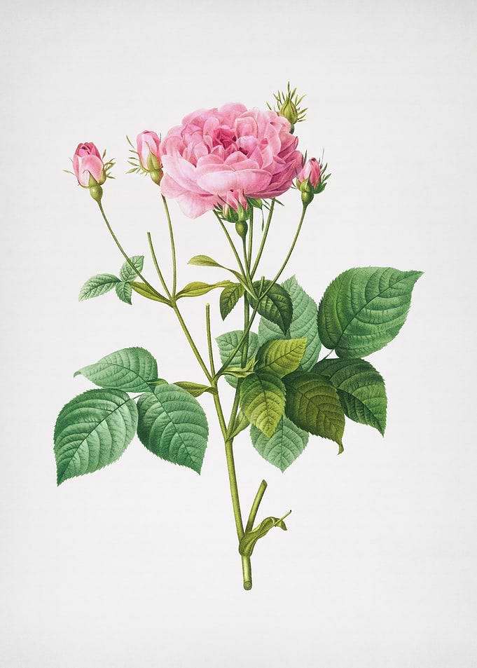 Pink French Roses