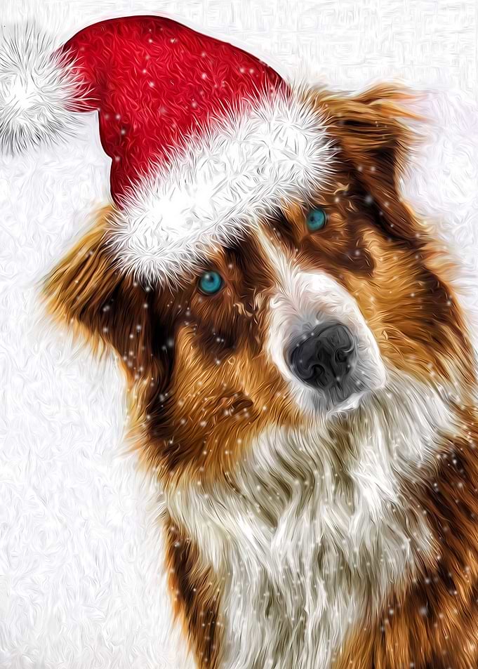 Austrailian Shepherd Santa