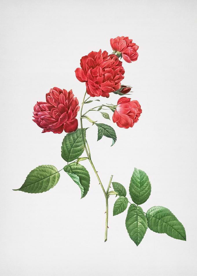 Red Cabbage Rose in Bloom