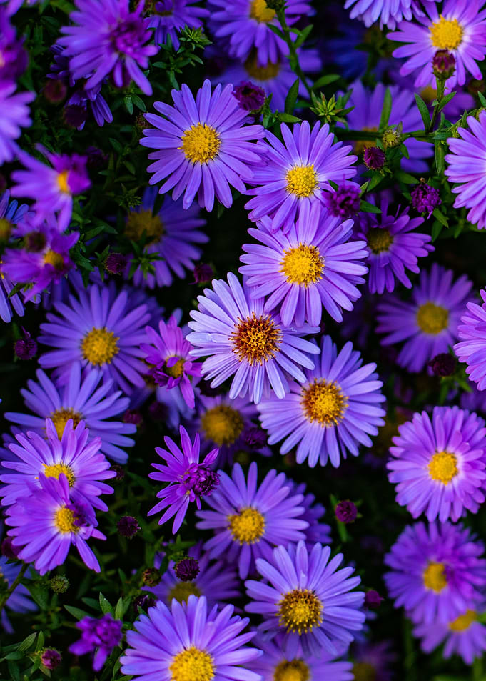 Purple Italian Aster
