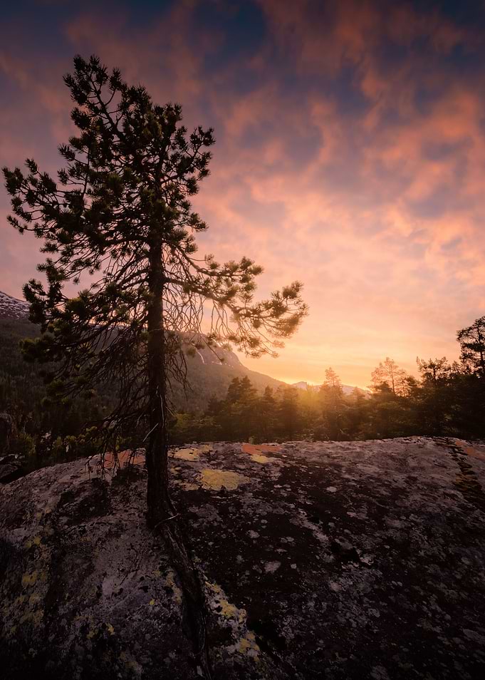 Rocky tree