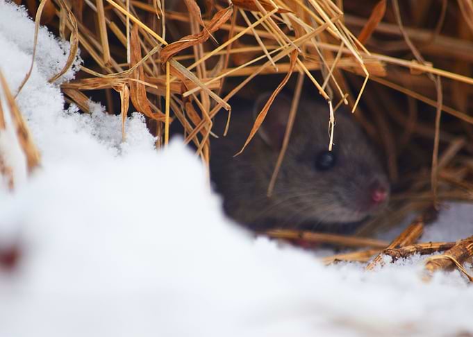 Mouse in Snow
