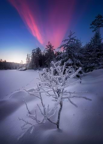 Frozen tree