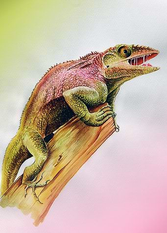 Anolis