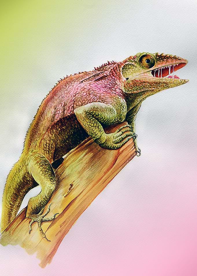 Anolis