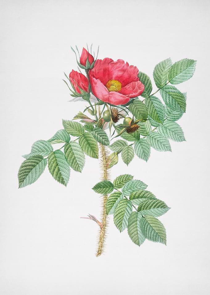 Vintage Kamtschatka Rose