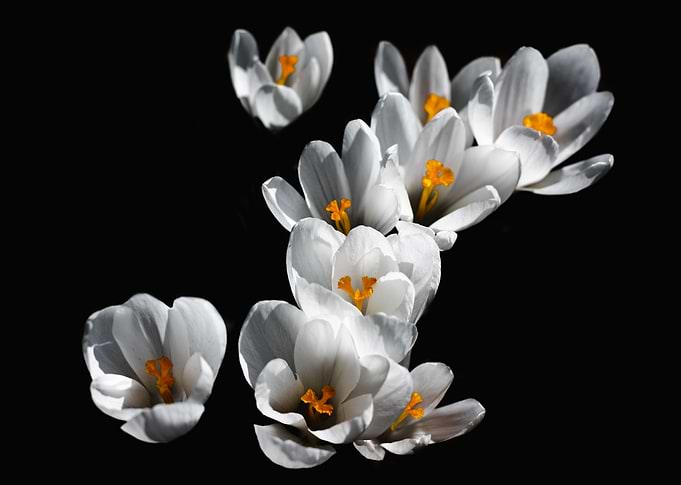 White Crocuses on Black