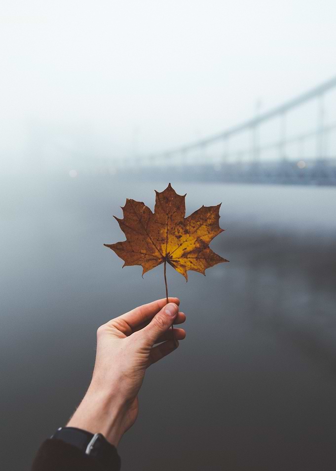Leaf