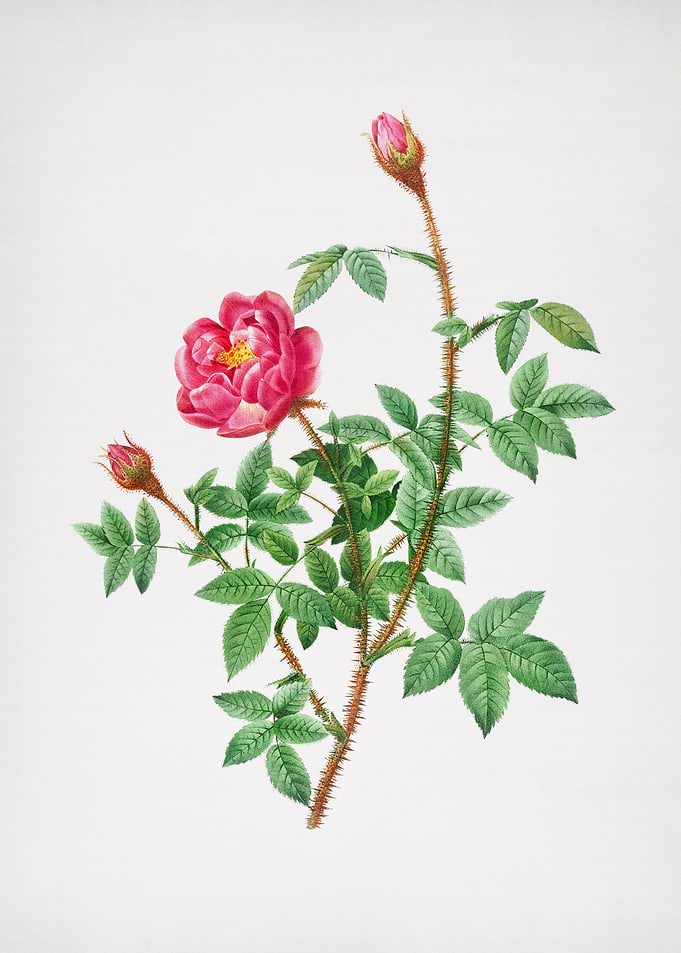 Anemone Flowered Rose