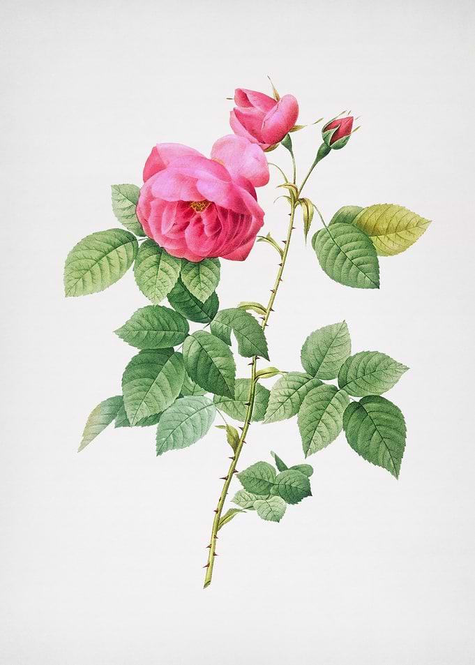 Pink Bourbon Roses