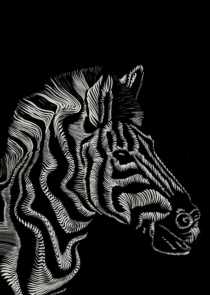 Zebra