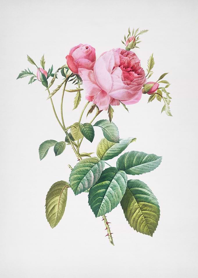 Pink Cabbage Rose