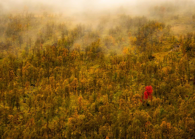 Autumn