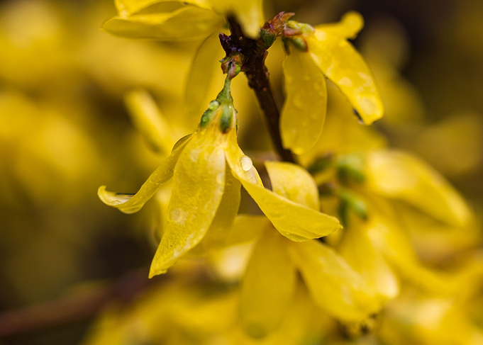 Pure yellow