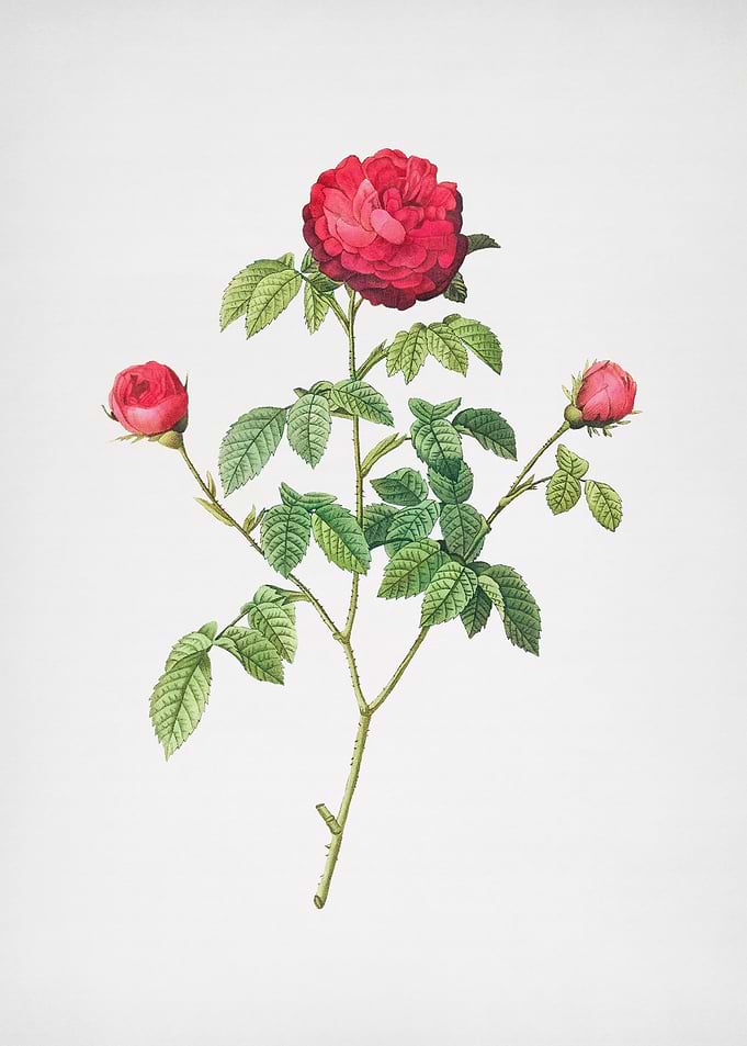 Agatha Rose in Bloom