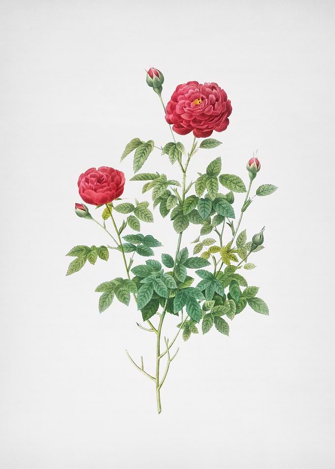 Burgundy Cabbage Rose
