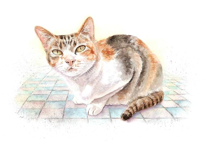 Calico Cat at Tai O