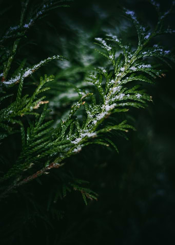 Pine tree in the Dark
