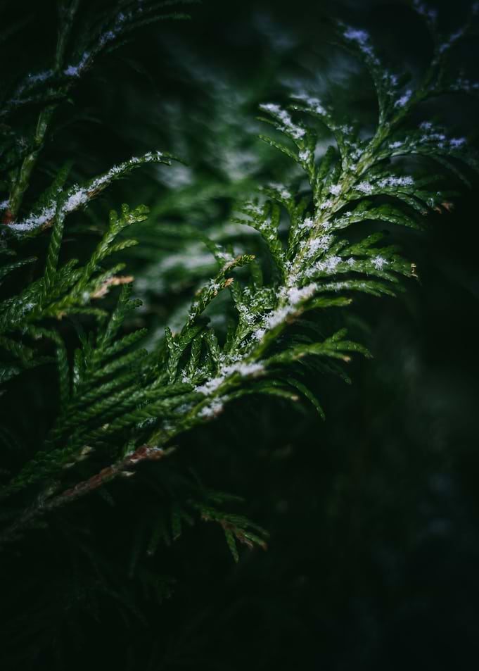 Pine tree in the Dark