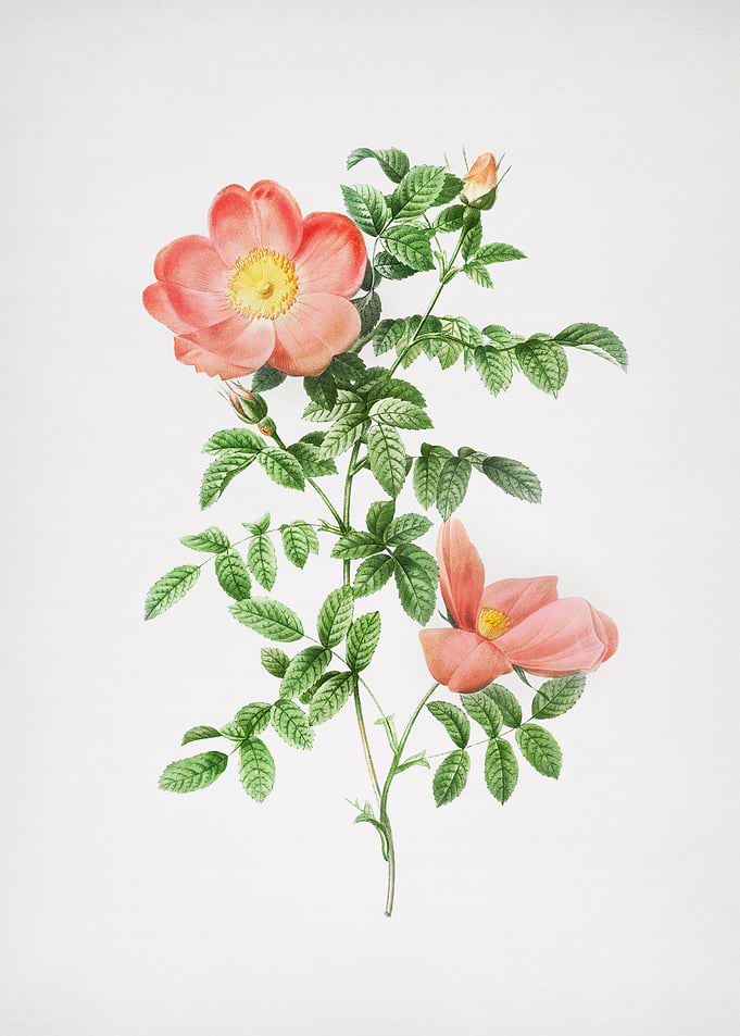 Red Sweetbriar Rose