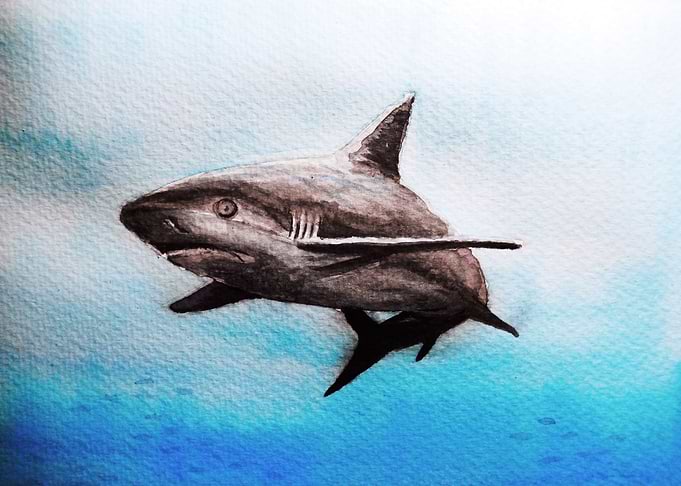 Shark