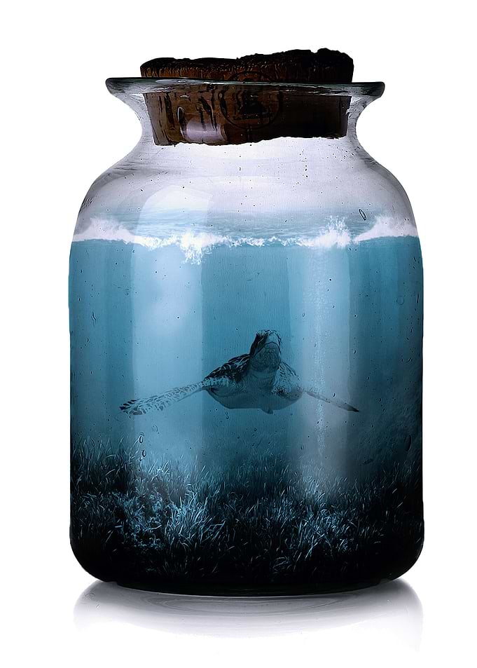 The Sea Turtle