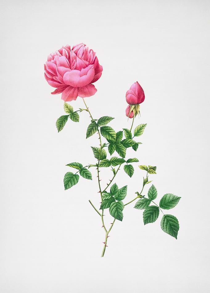 Pink Autumn China Rose