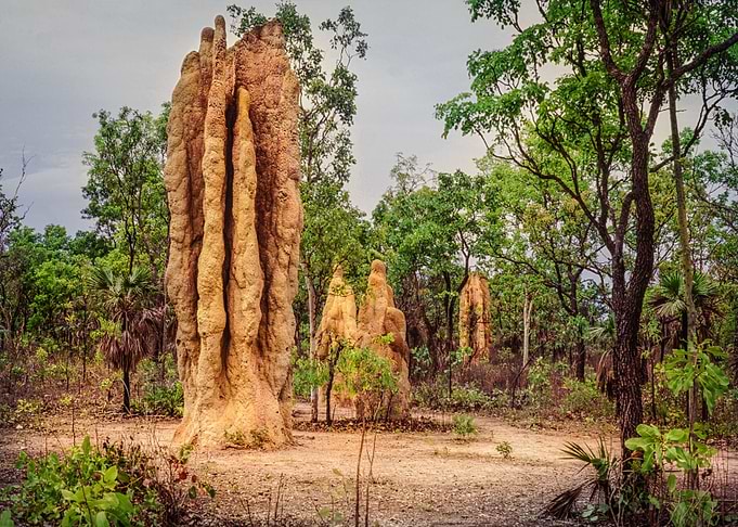 Lichtfield Termite Colony
