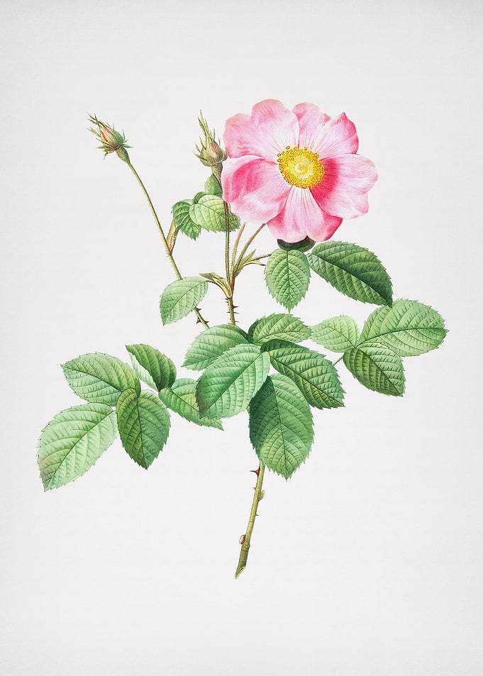 Vintage Cabbage Rose