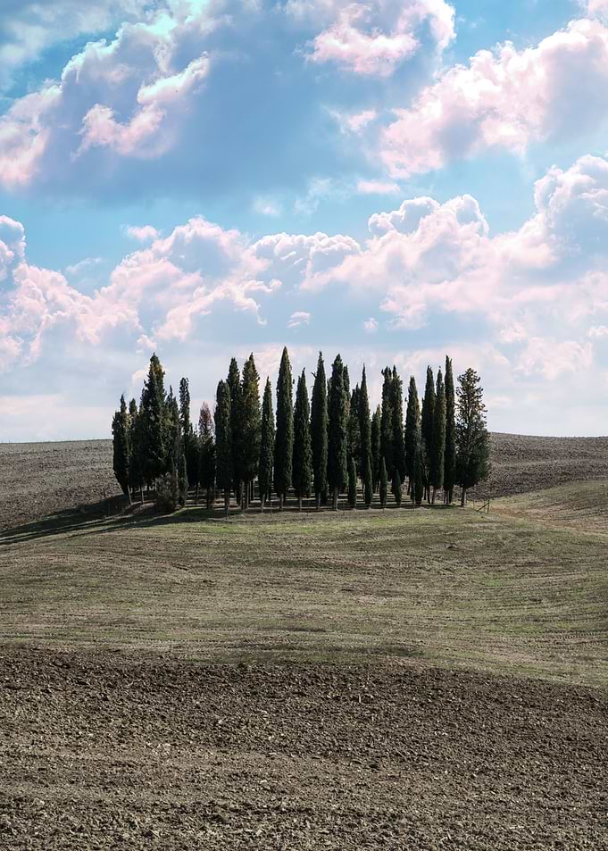 Cypresses of Toscany