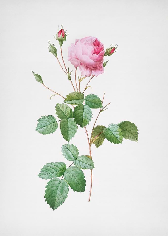 Pink Provence Rose