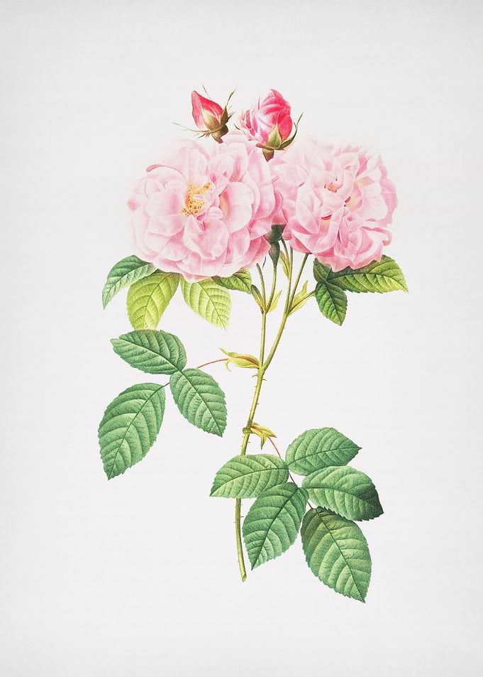 Italian Damask Rose