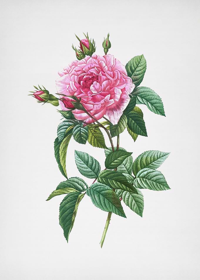 Blooming Pink French Rose