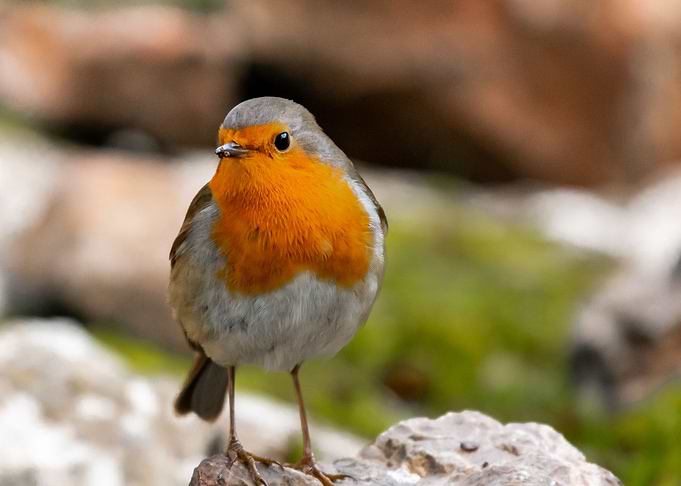 Robin on rock