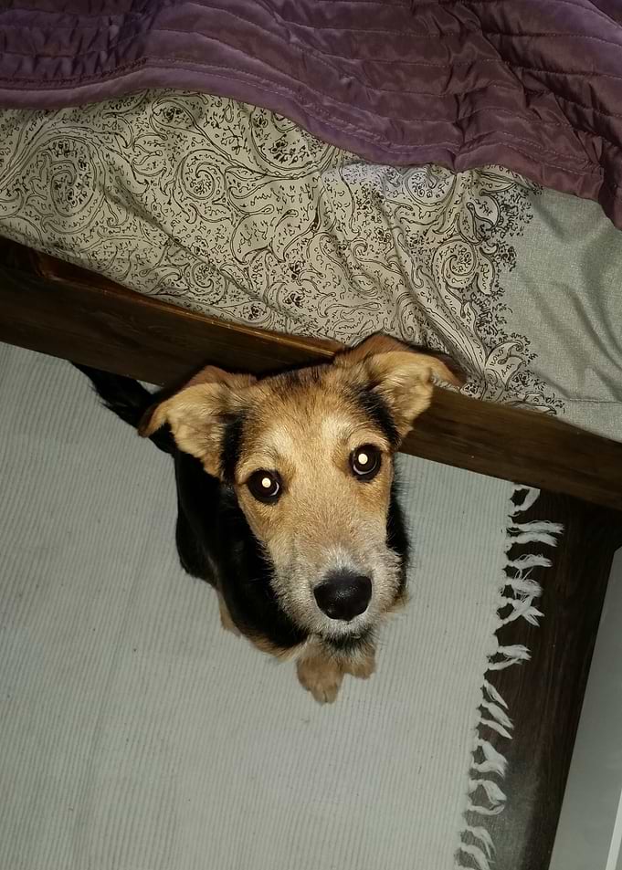 Those eyes of a puppy