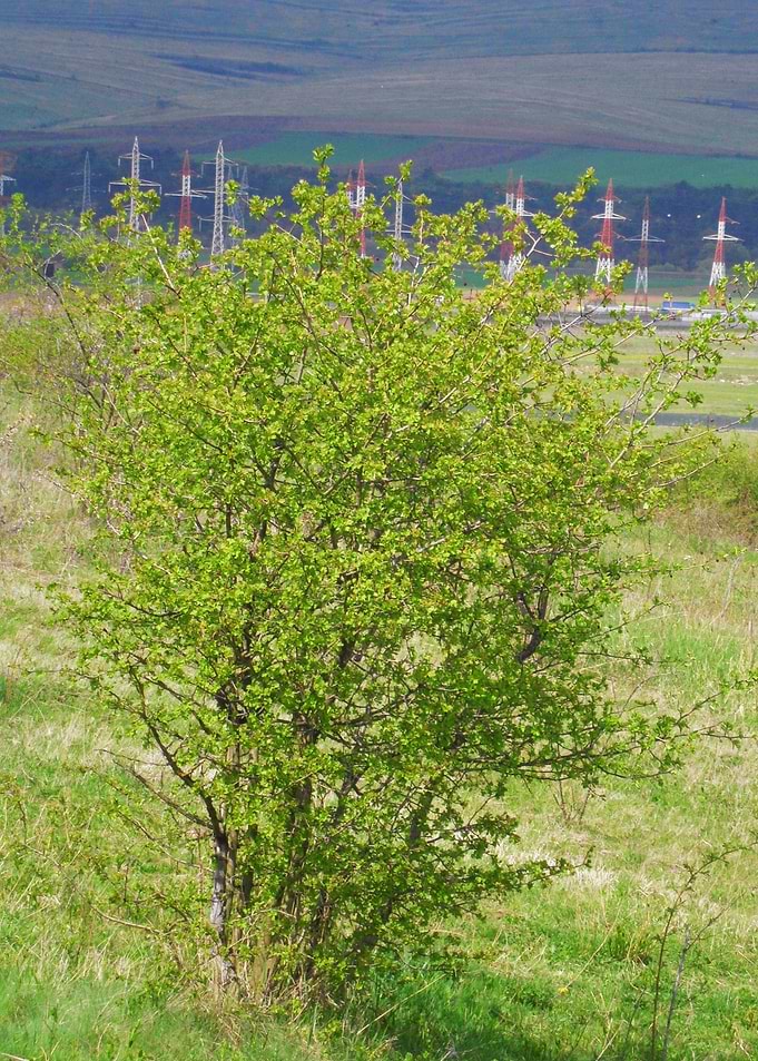 Bush landscape