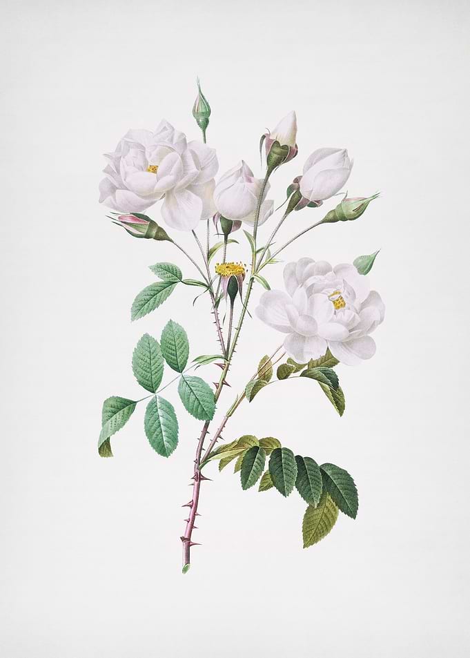 Vintage White Rose