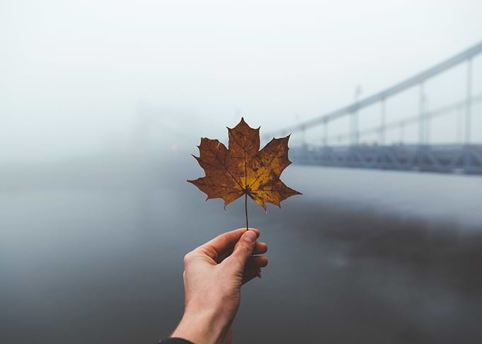 Leaf 2