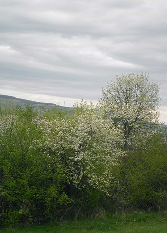 Spring blossom