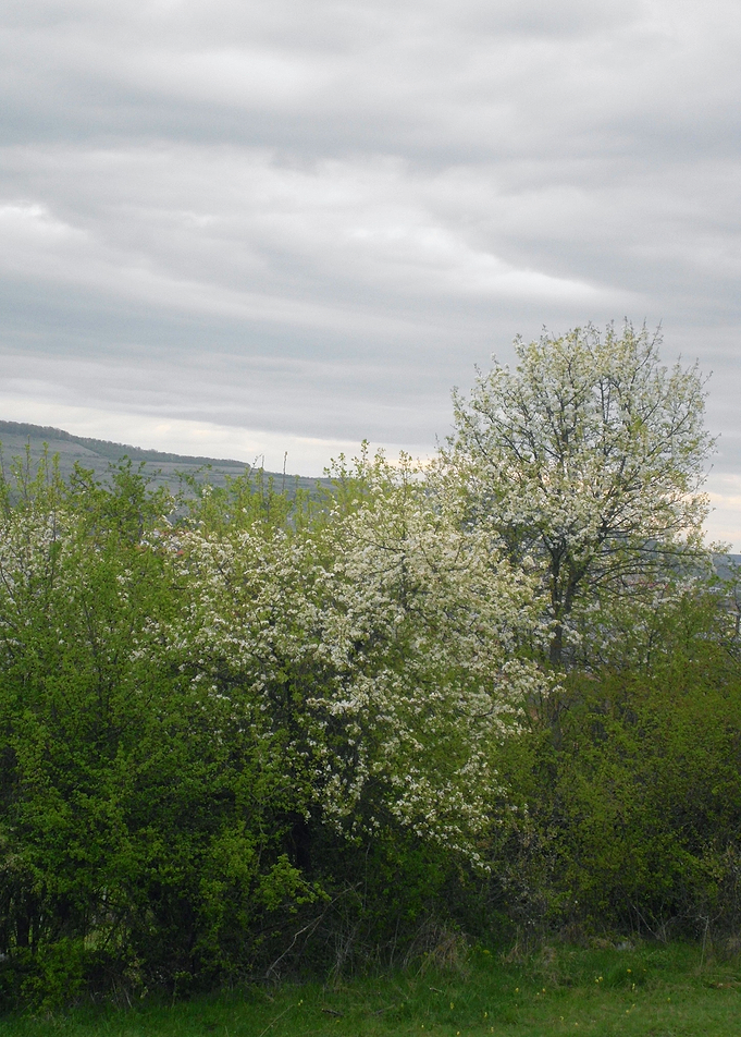 Spring blossom
