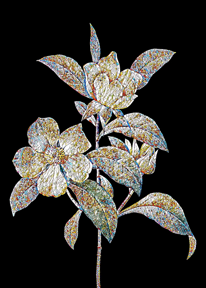 Golden Guinea Vine Mosaic