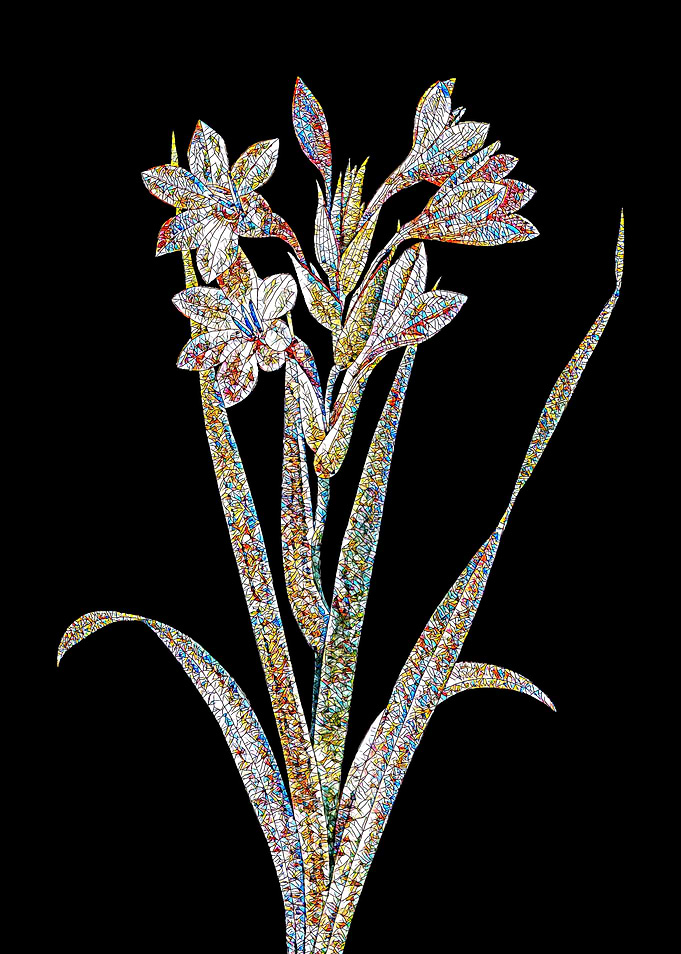 Gladiolus Saccatus Mosaic