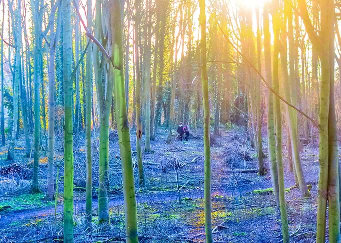 Woodland Walk