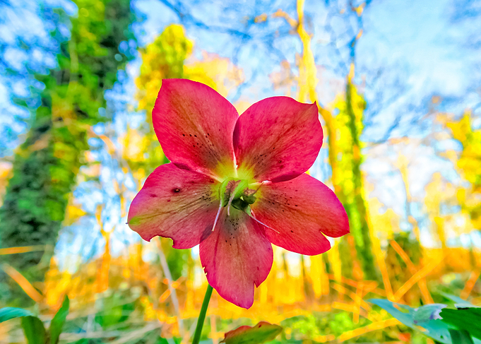 Springtime Flower