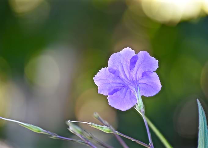 Brittons wild petunia 1