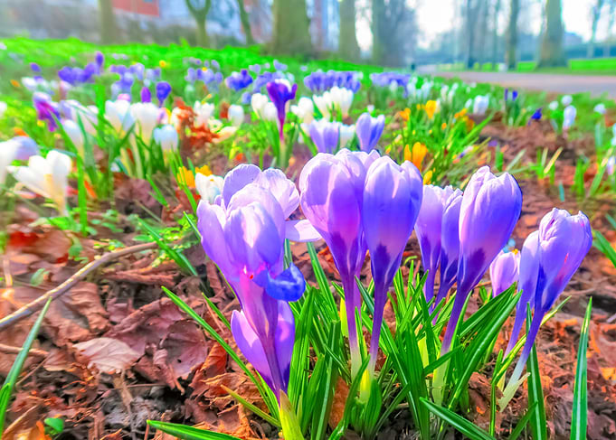 Purple Crocus Flowers