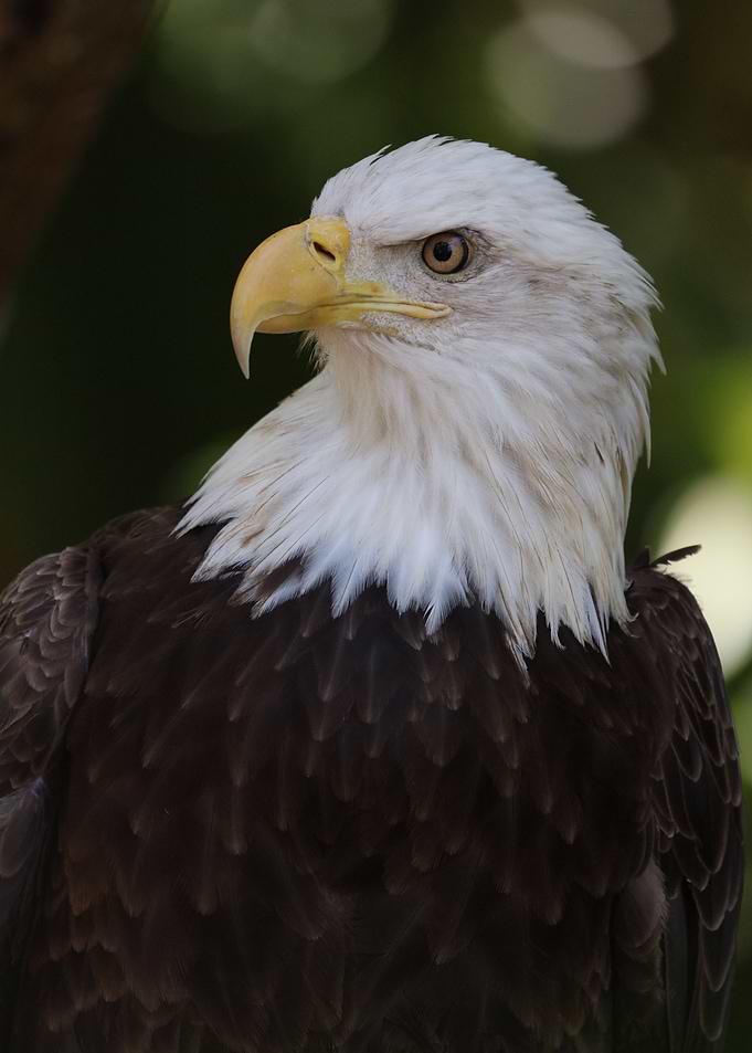 Stern