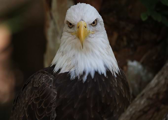 Stern