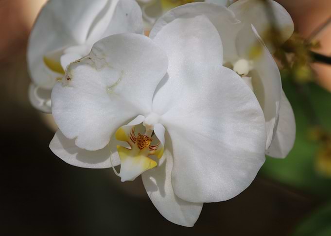 White Orchid