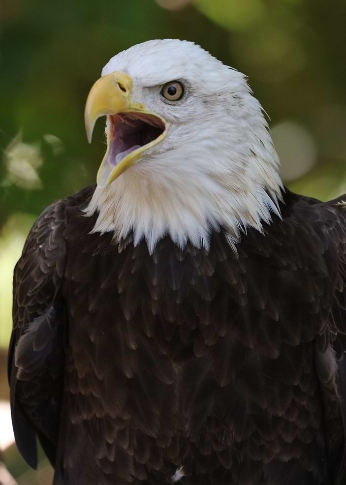 Freedom Cry